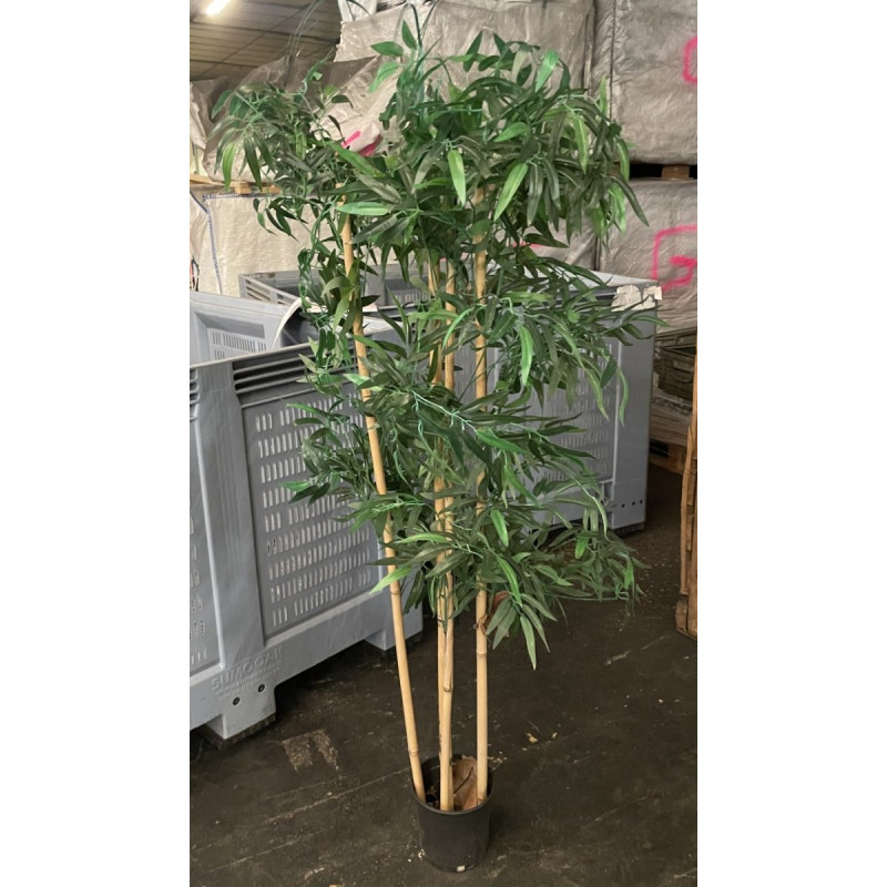 Bambou décoratif
